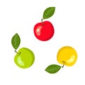 Vector illustration of bunch of colorful apples red green yellow on stem with leaf. Healthy plant based diet vitamins fall harvest