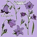 Vecrot sticker campanula. Violet background Royalty Free Stock Photo