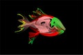 Vector Abstract colorful fish with black background wallpaper Royalty Free Stock Photo