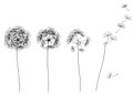 Vector abstract dandelions.