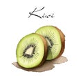 Vector abstract illustration with kiwi. An isolated set for your design of postcard, menu, banner, poster Royalty Free Stock Photo