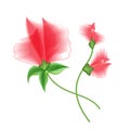 Vector scarlet flower isolated on white background. Element for design
