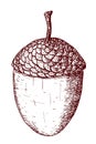 Vector acorn in strokes