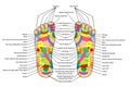 simple vector acupuncture, traditional alternative heal, left and right foot and indonesia description