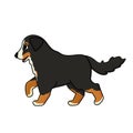 Vector adorable cute outline cartoon hand drawn Bernese Mountain Dog is going to somewhere. Animal illustration isolated on white Royalty Free Stock Photo