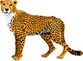 Vector african cheetah isolated