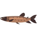 Vector african pike freshwater fish species illustration