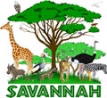 Vector african savannah with different animals