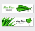 Vector aloe vera hand drawn banner. Natural cosmetic ingredient. Botanical