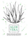 Vector aloe vera hand drawn illustrations. Aloe Vera banner, poster, label, brochure template for business promote. Royalty Free Stock Photo