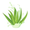 Vector Aloe Vera icon isolated on white background Royalty Free Stock Photo