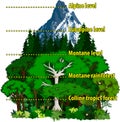 Vector Altitudinal zonation in mountains forest