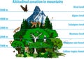 Vector Altitudinal zonation in mountains forest and rainforest and animals