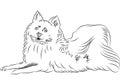 vector American Eskimo Dog breed lying