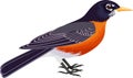 Vector american robin Turdus migratorius Royalty Free Stock Photo