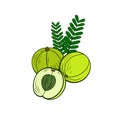 Vector amla illustration, berries with leaves isolated on white background, colored icon.