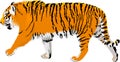 Vector Amur tiger illustration