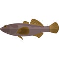 Vector amure sleeper fish freshwater species illustration