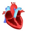 Vector illustration of Heart - Part of Human Organic.