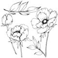 Vector Anemone floral botanical flowers. Black and white engraved ink art. Isolated anemone illustration element.