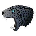 Vector angry panther, cougar portrait. Jaguar predator head colorful isolated