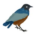 Vector animal clip art. Vector illustration of a blue starling