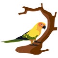 Vector animal clip art. Vector illustration of a crooked beak parakeet perched on a tree branch