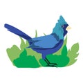 Vector animal clip art. Vector illustration of a starling with a blue body color and long tail