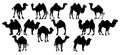 Vector animal illustration. Black camel on a white background.