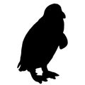 Vector animal illustration. Black penguin on a white background. Royalty Free Stock Photo