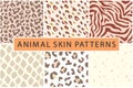 Vector animal leopard skin texture print seamless pattern collection Royalty Free Stock Photo