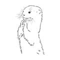 Vector animal river common otter, otter, sea otter, vector sketch illustration