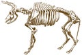 Engraving illustration of aurochs