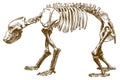 Engraving illustration of bear skeleton