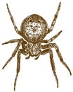Engraving illustration of big cross spider