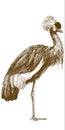 Engraving drawing illustration of grey crowned crane