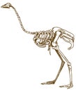 Engraving illustration of ostrich skeleton