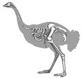 Engraving illustration of ostrich skeleton Royalty Free Stock Photo