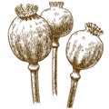 Engraving illustration of three poppy pod