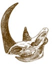 Woolly rhinoceros skull