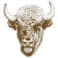 Engraving antique illustration of bison head