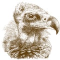 Engraving illustration of cinereous vulture