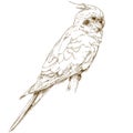 Engraving illustration of cockatiel