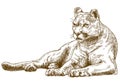 Engraving illustration of cougar