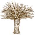 Engraving illustration of cycas palm Royalty Free Stock Photo