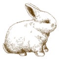 Engraving illustration of fluffy bunny