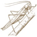 Engraving illustration of grasshopper Royalty Free Stock Photo
