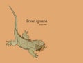 Green iguana lizard , hand draw sketch vector.