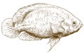 Engraving illustration of oscar fish