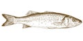 Engraving illustration of sea bass